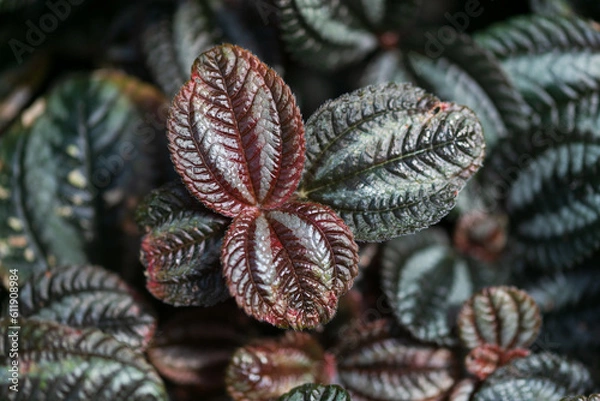 Obraz Dark green and red leaf plant macro