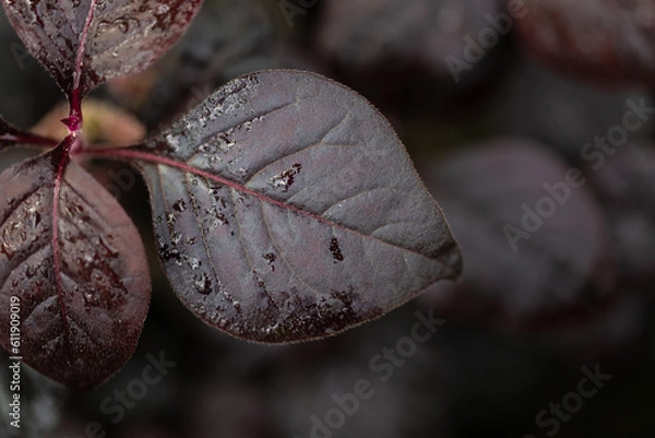 Obraz Brown leaf with water drops