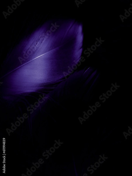 Fototapeta Beautiful abstract purple feathers on white background, blue feather texture on pink pattern and purple background, colorful feather wallpaper, love theme, valentines day, purple texture
