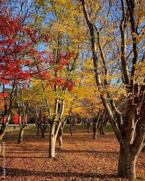 Obraz autumn in the park