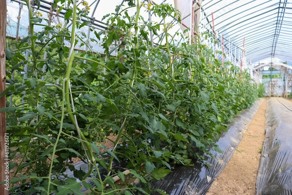 Obraz ビニールハウスでのトマト栽培