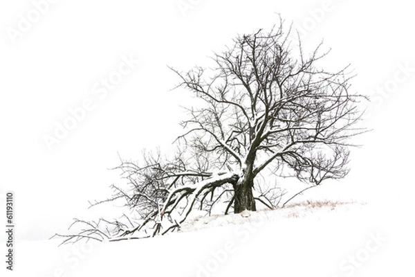 Obraz tree in winter