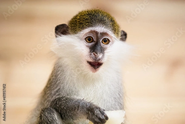 Fototapeta Funny green monkey eating peace of pine-apple in zoo