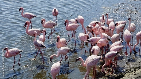 Obraz Flamingos an der Küste Namibias