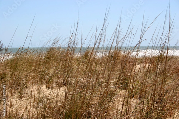 Obraz beach grass