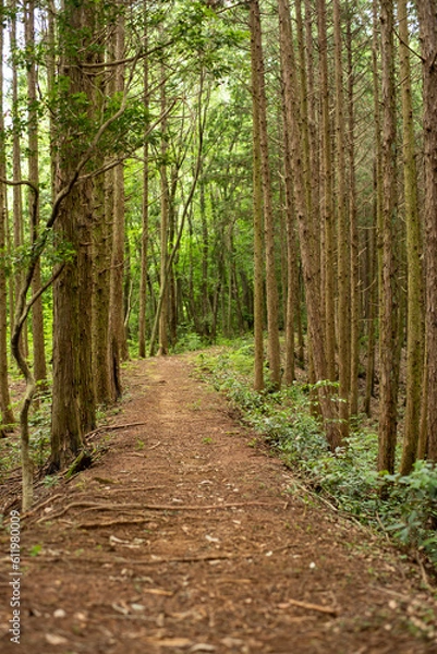 Obraz シングルトラック