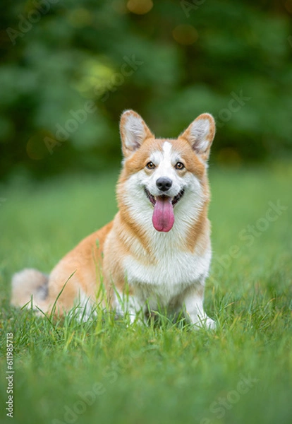 Fototapeta Beautiful and funny welsh corgi pembroke portrait, green blurred background on the spring grass