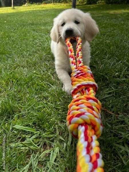 Obraz golden retriever puppy