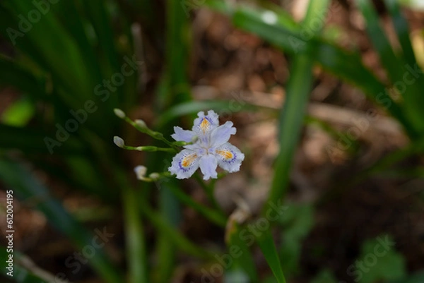 Fototapeta シャガの花