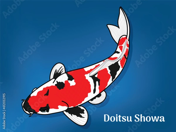 Fototapeta Vector image of Fancy carp or "koi". This's Varieties are called "Doitsu Showa". Illustration for children's learning