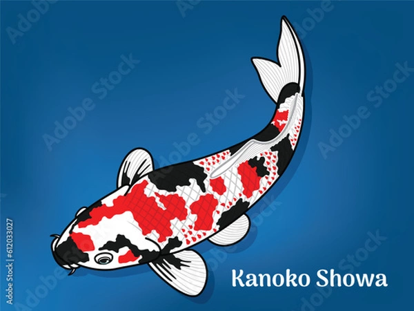 Fototapeta Vector image of Fancy carp or "koi". This's Varieties are called "Kanoko Showa". Illustration for children's learning