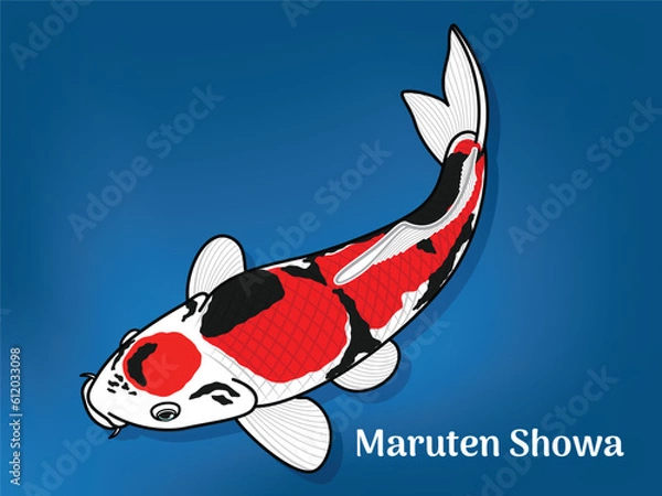 Fototapeta Vector image of Fancy carp or "koi". This's Varieties are called "Maruten Showa". Illustration for children's learning