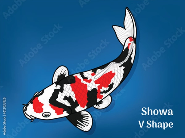 Fototapeta Vector image of Fancy carp or "koi". This's Varieties are called "Showa V Shape". Illustration for children's learning