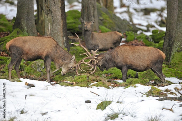 Fototapeta Hirsche Brunftkampf