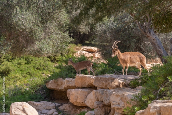 Fototapeta National Park Ibex, trees and landscape at Paula and Ben Gurion' grave site at Kibbutz Sde Boker in the Negev Desert in Southern Israel
