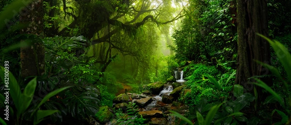 Fototapeta Tropikalny las deszczowy w Ameryce Środkowej