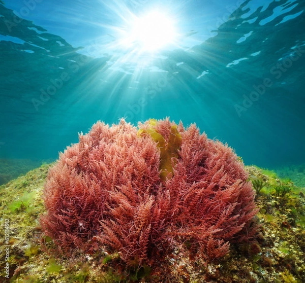 Fototapeta Red seaweed with sunlight underwater in the ocean (harpoon weed alga Asparagopsis armata), Atlantic ocean, Spain, Galicia