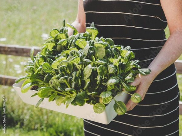 Obraz pak choi in sowing shell