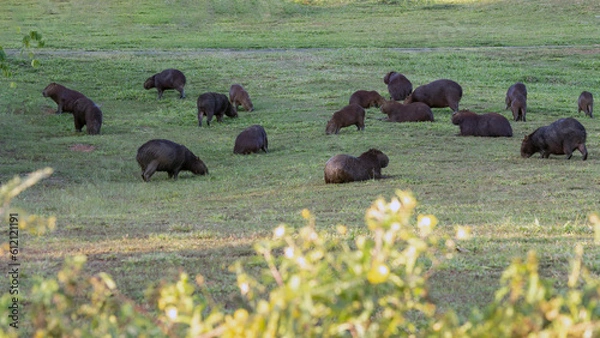 Fototapeta A field with many capybaras grazing. The capybara is the largest rodent in the world. Species Hydrochoerus hydrochaeris. Wildlife. Cerrado Animal lover.