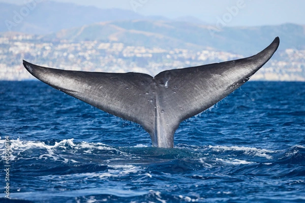 Obraz Blue Whale Fluke