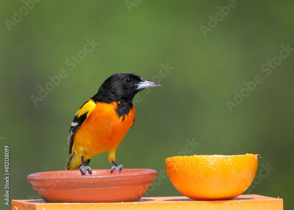 Obraz Male Northern Baltimore Oriole  (Icterus galbula) perched on a small branch and eating grape jelly from a feeder station.