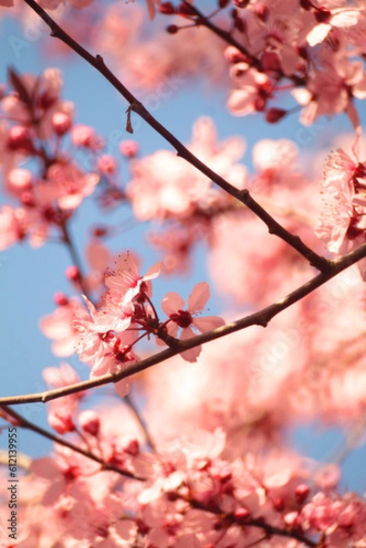 Obraz cherry blossoms