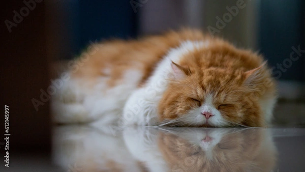 Obraz red cat portrait