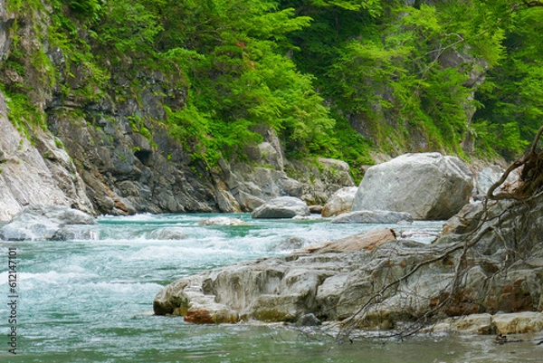 Obraz 緑生い茂る川