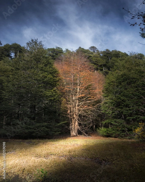 Obraz autumn in the forest