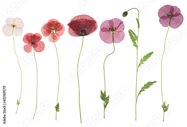 Fototapeta Pressed and dried flower poppy, isolated on white background. For use in scrapbooking, floristry or herbarium.