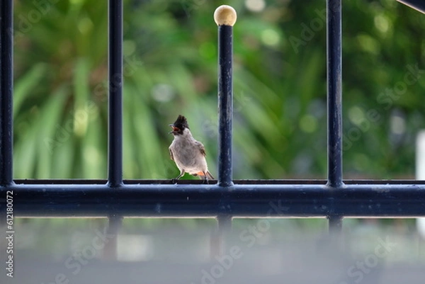 Fototapeta A Sooty-headed bulbul bird hold on blue iron fence