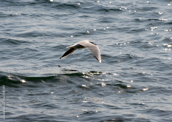 Obraz ゆりかもめ　琵琶湖の冬鳥