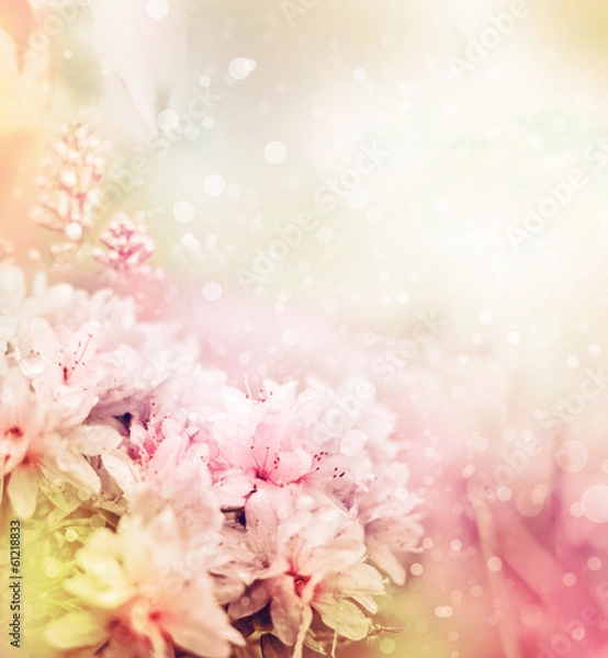 Fototapeta beautiful  flowers in the garden/ spring flowers