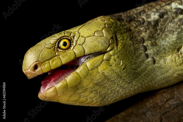 Fototapeta Solomon Islands tree skink (Corucia zebrata)