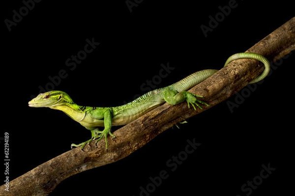 Obraz Emerald Tree Monitor (Varanus prasinus)