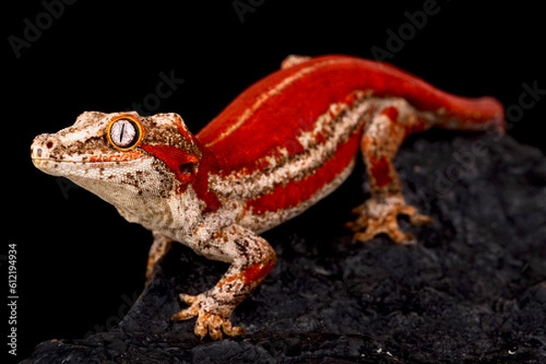 Fototapeta New Caledonia Bumpy Gecko  (Rhacodactylus auriculatus)