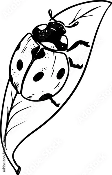 Obraz Sketch style ladybug crawling on leaf black lineart isolated on white background