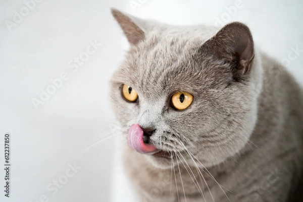 Fototapeta Portrait of a cat with gray fur and yellow eyes. Like British Shorthair. Animal close-up.
