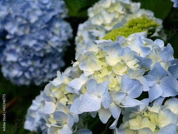 Obraz 満開の紫陽花