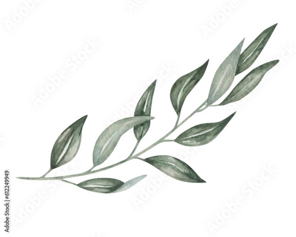 Obraz Watercolor illustration. Hand painted branch with leaves. Olive branch. Eucalyptus. Willow. Branch with long, pointed, thin green leaves. Botanical element. Isolated nature clip art for banners
