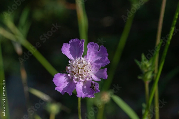 Obraz flower in the forest