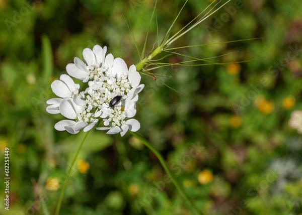 Obraz white flowers on green background