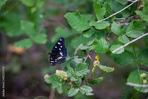 Obraz butterfly on a flower
