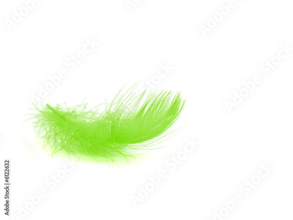 Obraz Green feather over white background