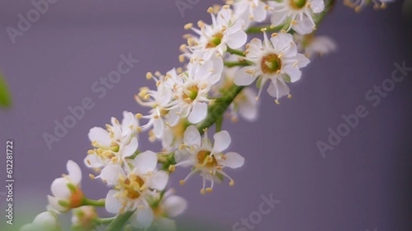 Obraz Weiße Blüten