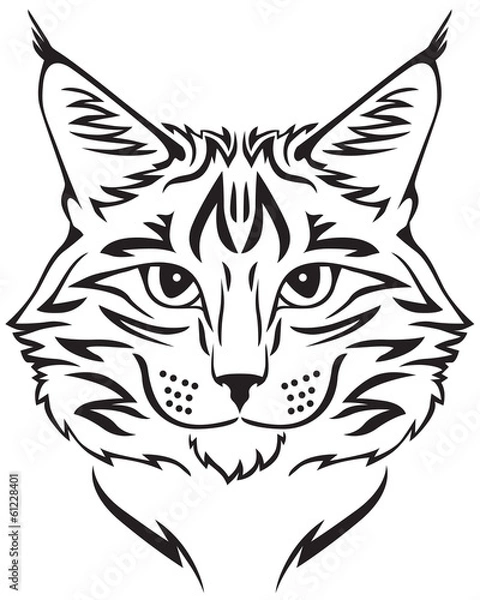 Obraz Maine Coon cat