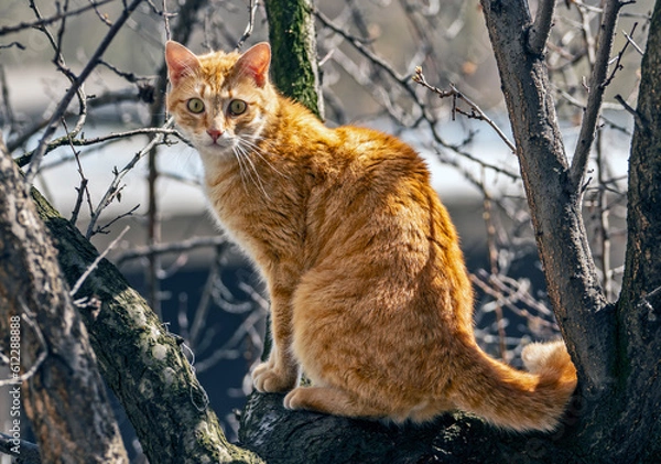 Fototapeta Pets cats in different situations in the trees and in the house