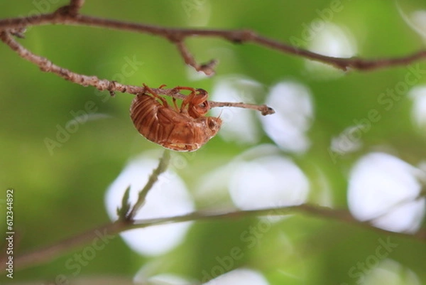 Obraz セミの抜け殻