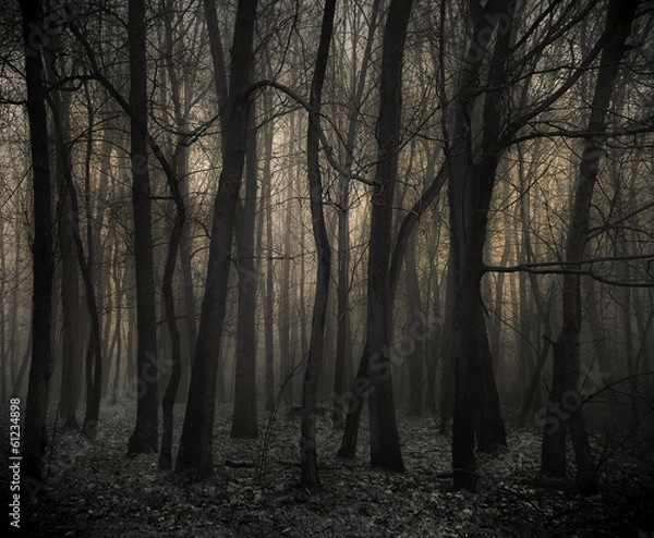 Obraz Mroczny las