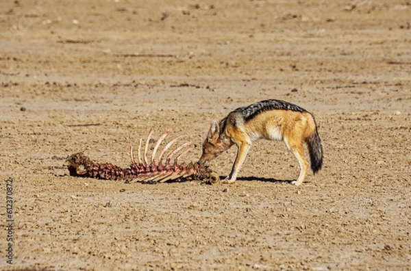 Obraz Black-backed Jackal